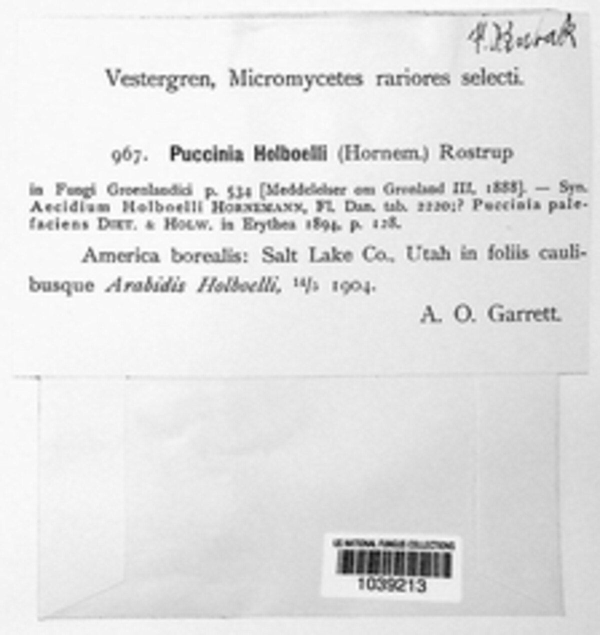 Puccinia holboellii image